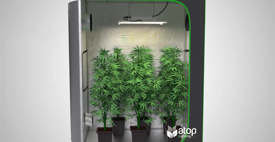 5 Tips to Choose the Right LED Grow for Grow Tent - Atop Lighting