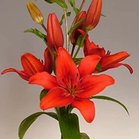 Asiatic Lilies