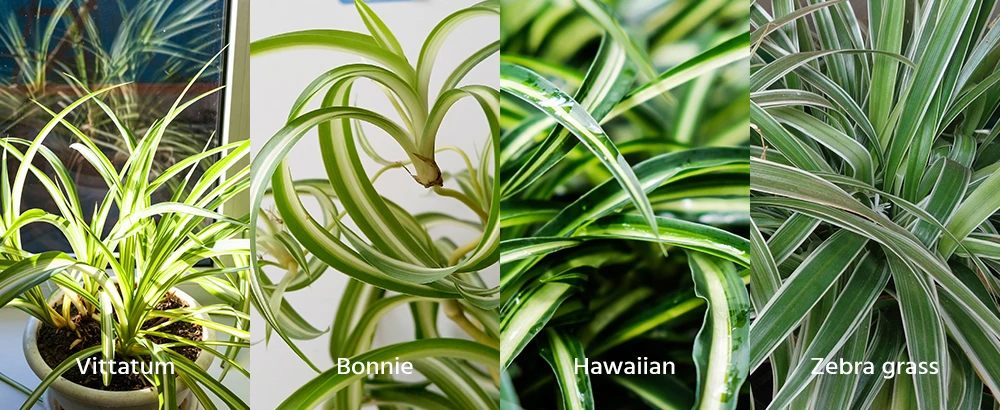 Common Spider Plant Varieties Vittatum Bonnie Hawaiian Zebra grass