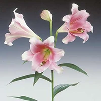 LO hybrids lilies