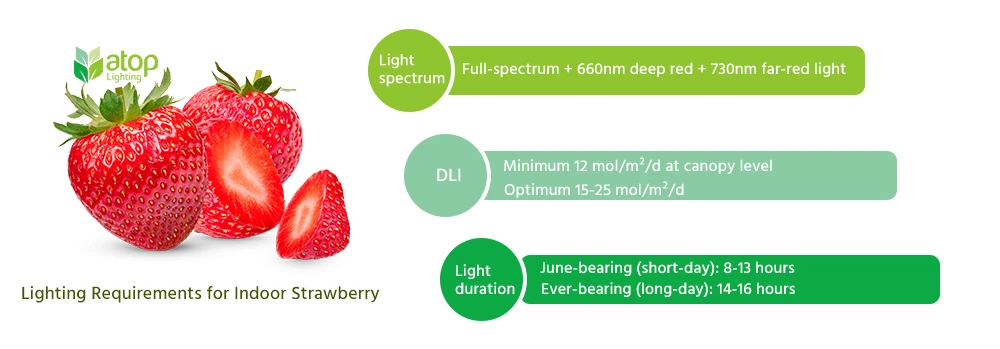 Lighting Requirements for Indoor Strawberry