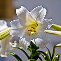 Longiflorum easter lily