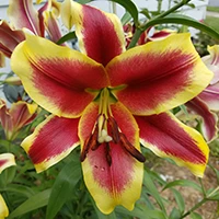 OT hybrids lily