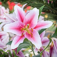 Oriental Lilies