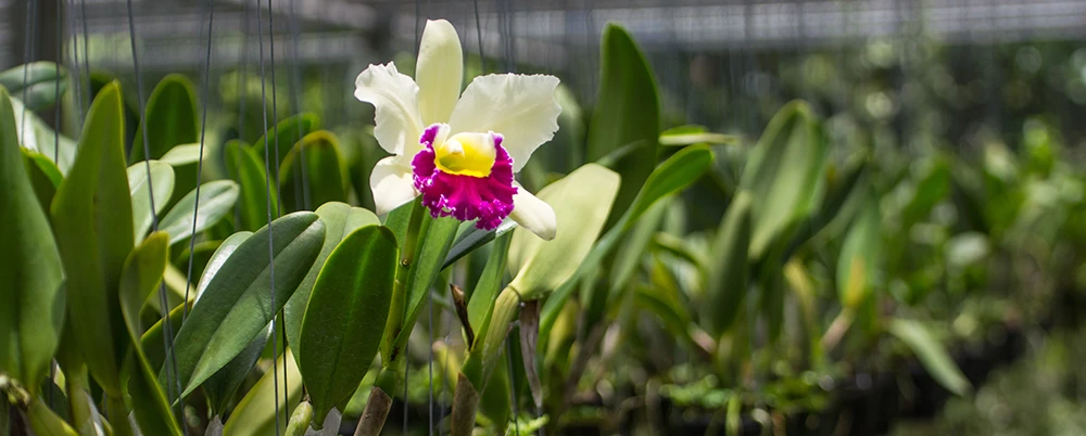 beautiful orchids flowers and green leaves