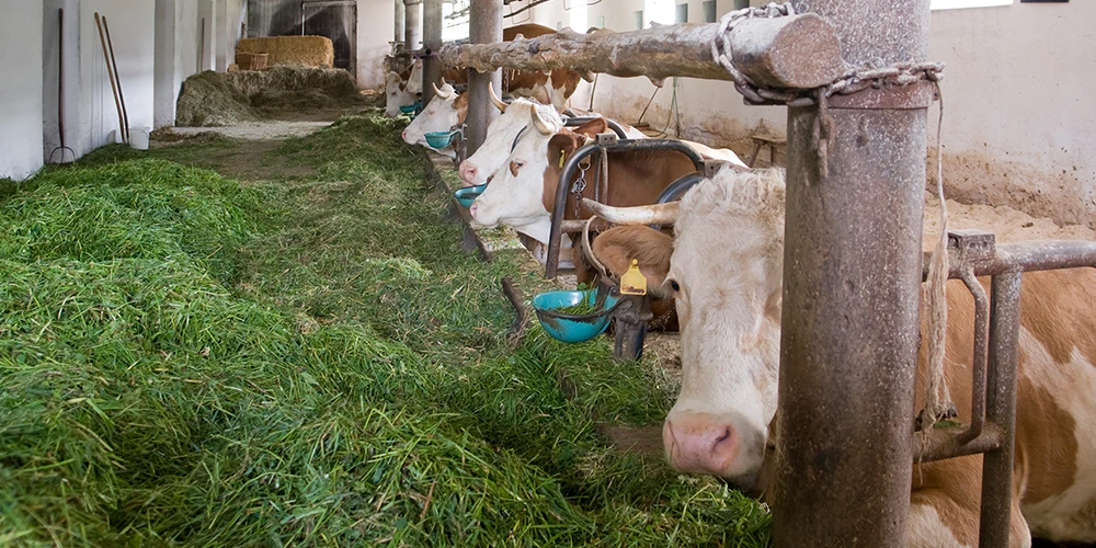 cattle eating green fresh fodder