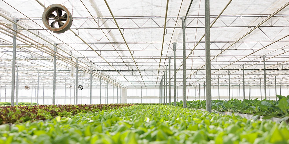 greenhouse has fans and growing leafy greens 