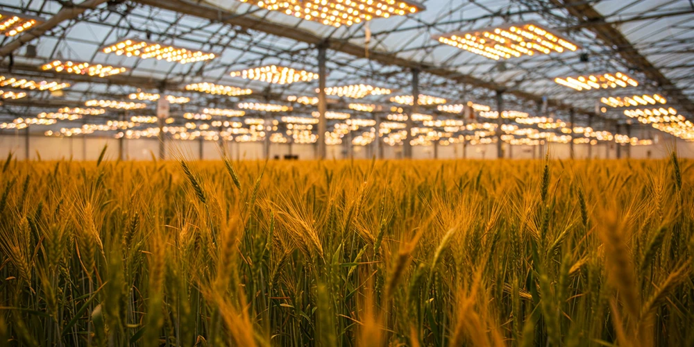 greenhouse wheat under LED lighting