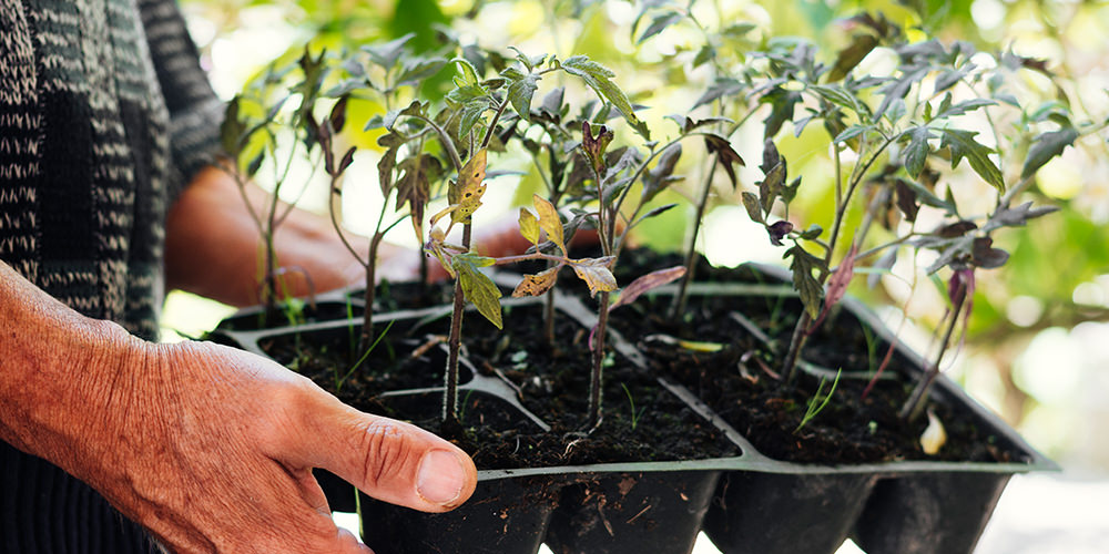 handle a tray of vegetative plants