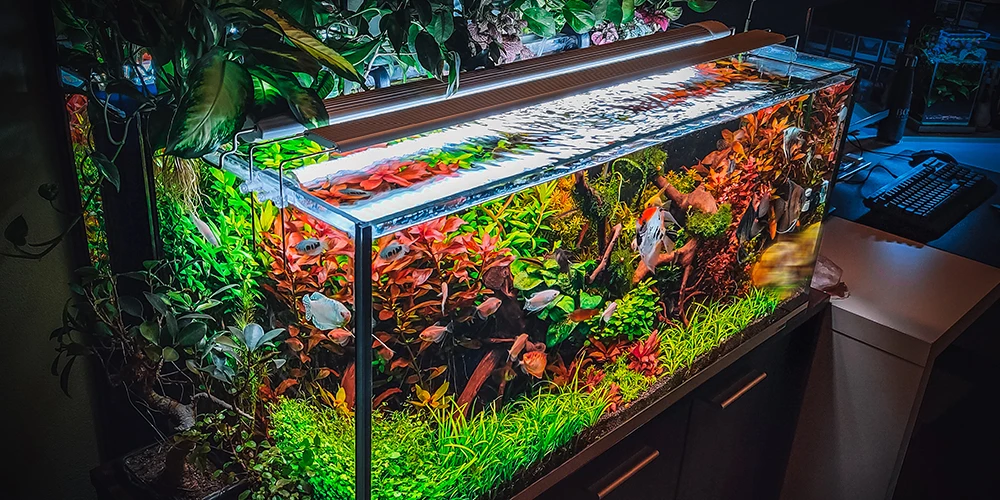 large aquarium with fishes and thrive plants under white light