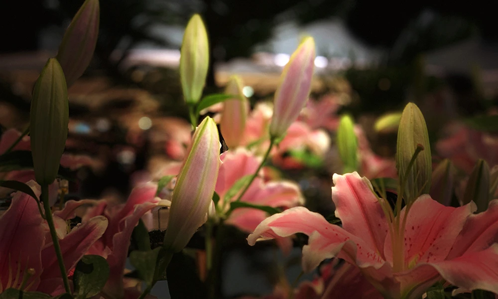 lilies grow under light and dark