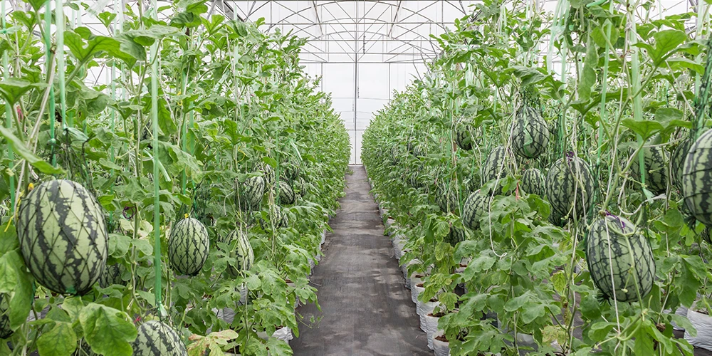 mature watermelon in greenhouse with supported net