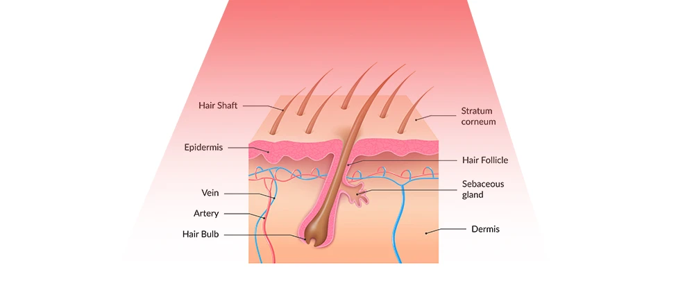 red light therapy affect the structure of hair