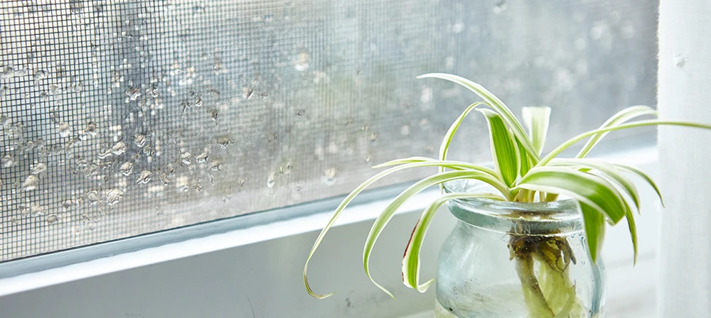 small spider plants in a glass of water near the window