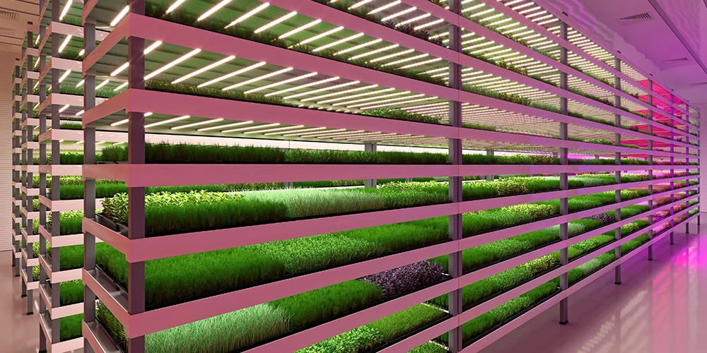 vertical hydroponic farm growing fodder for livestock