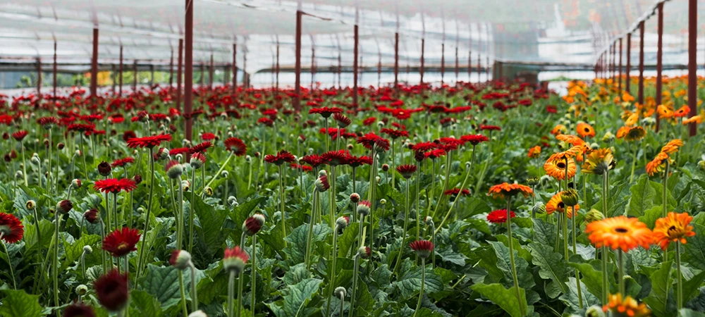 greenhouse commercial cut gerbera production