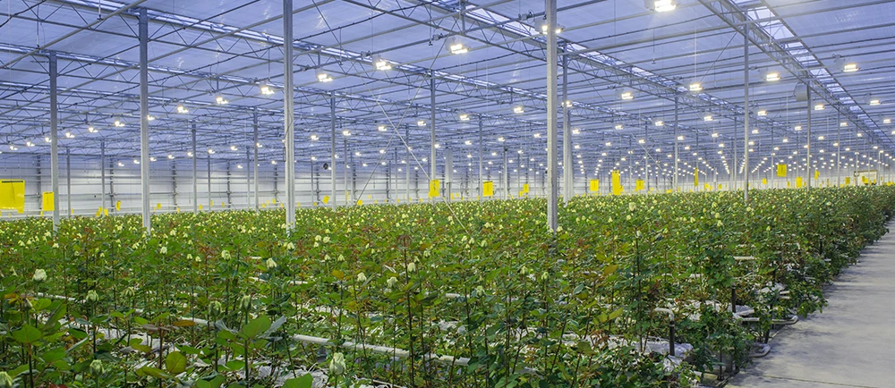 greenhouse rose grow under artificial lighting