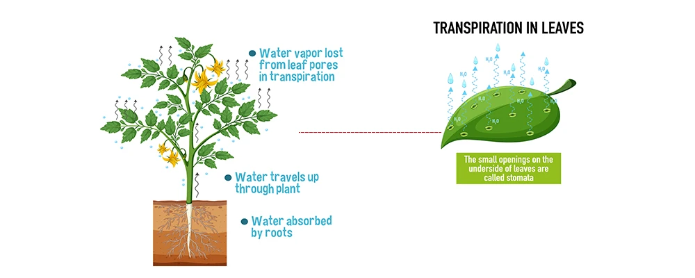 plant Transpiration and leave transpiration