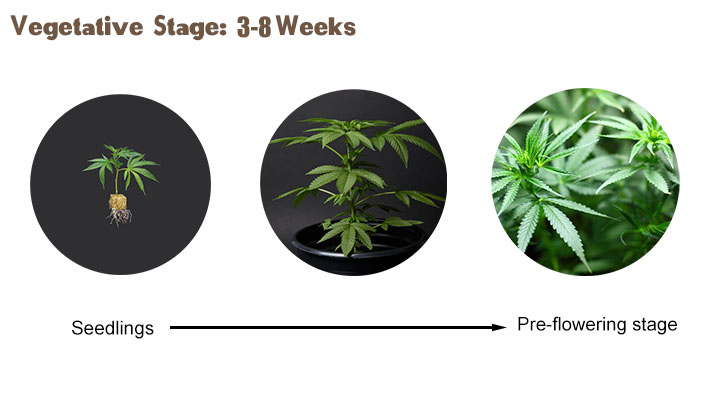 cannabis plants flowering stages
