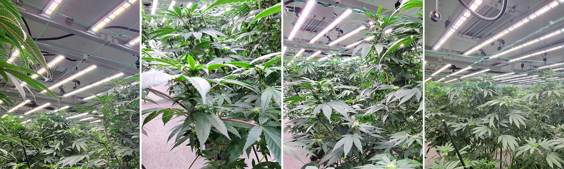 LED grow light for Indoor Cannabis