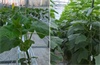 atopnews-grow informations cucumber