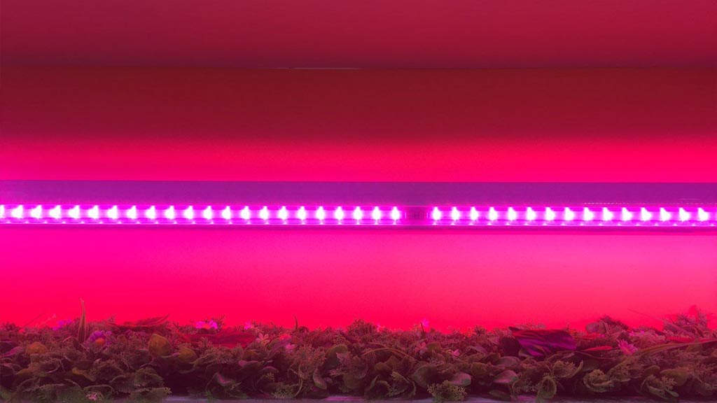 Atop horticultural LED grow lights