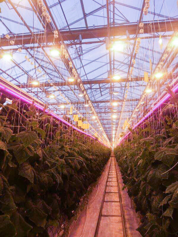 LED Grow Lights in Greenhouse Case Studies - Atop Lighting