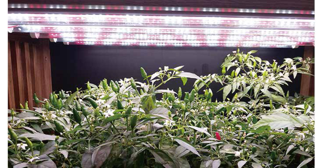 Horti-T8-Tube LED Grow Light - Atop Horticulture Lighting