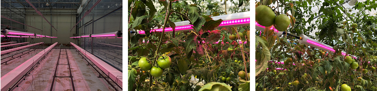 HL01 Horti Bar LED Grow Light distance tomato case