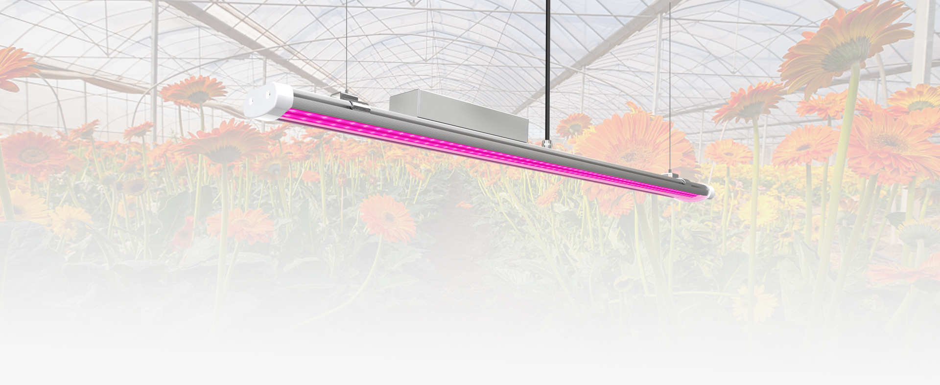 HL07 Horti Slim LED Grow Light for Greenhouses